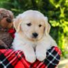 Image of Hickory, a Golden Retriever puppy