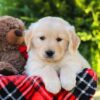 Image of Hickory, a Golden Retriever puppy