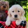 Image of Honey, a Golden Retriever puppy