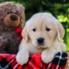 Image of Honey, a Golden Retriever puppy