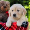 Image of Honey, a Golden Retriever puppy