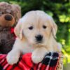 Image of Honey, a Golden Retriever puppy