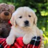 Image of Honey, a Golden Retriever puppy