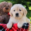 Image of Honey, a Golden Retriever puppy