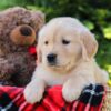 Image of Honey, a Golden Retriever puppy