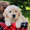 Image of Honey, a Golden Retriever puppy