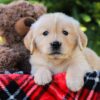 Image of Honey, a Golden Retriever puppy