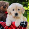 Image of Honey, a Golden Retriever puppy