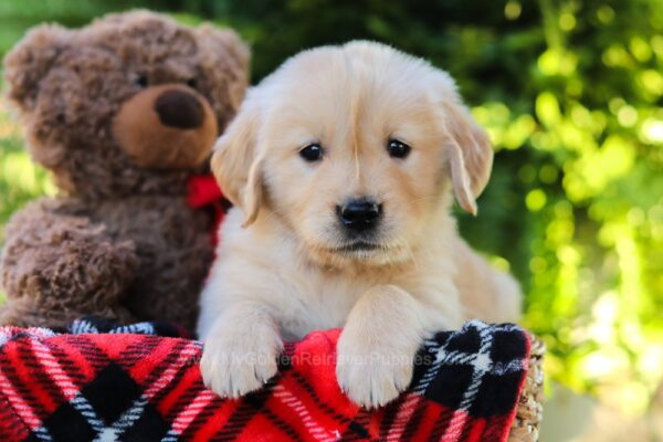 Image of Honey, a Golden Retriever puppy