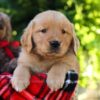 Image of Houston, a Golden Retriever puppy