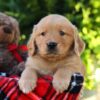 Image of Houston, a Golden Retriever puppy