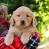 Image of Houston, a Golden Retriever puppy