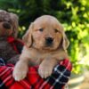 Image of Houston, a Golden Retriever puppy