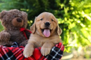 Image of Houston, a Golden Retriever puppy