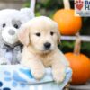 Image of Hudson, a Golden Retriever puppy