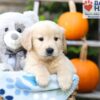 Image of Hudson, a Golden Retriever puppy