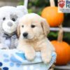 Image of Hudson, a Golden Retriever puppy