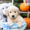 Image of Hudson, a Golden Retriever puppy