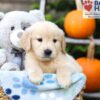 Image of Hudson, a Golden Retriever puppy