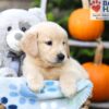 Image of Hudson, a Golden Retriever puppy