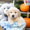 Image of Hudson, a Golden Retriever puppy