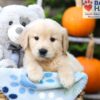 Image of Hudson, a Golden Retriever puppy