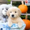 Image of Hudson, a Golden Retriever puppy