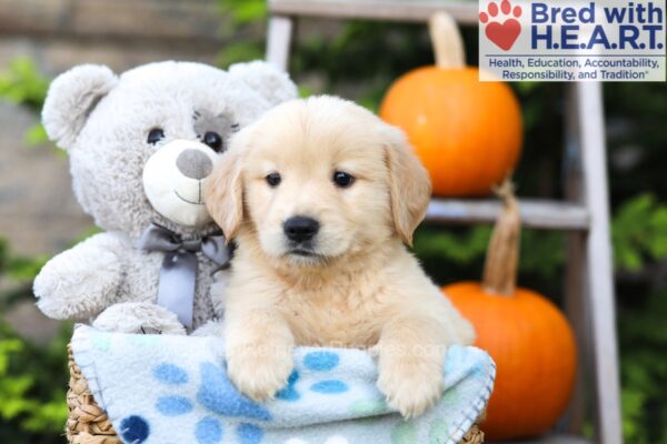 Image of Hudson, a Golden Retriever puppy