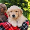 Image of Hunter, a Golden Retriever puppy