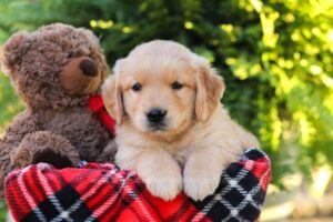 Image of Hunter, a Golden Retriever puppy