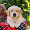 Image of Hunter, a Golden Retriever puppy