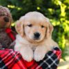 Image of Hunter, a Golden Retriever puppy