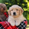 Image of Hunter, a Golden Retriever puppy