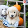 Image of Hunter, a Golden Retriever puppy