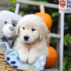 Image of Hunter, a Golden Retriever puppy