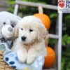 Image of Hunter, a Golden Retriever puppy