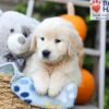 Image of Hunter, a Golden Retriever puppy