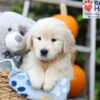 Image of Hunter, a Golden Retriever puppy