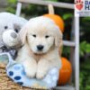 Image of Hunter, a Golden Retriever puppy