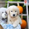 Image of Hunter, a Golden Retriever puppy