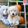 Image of Hunter, a Golden Retriever puppy