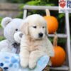 Image of Hunter, a Golden Retriever puppy