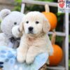 Image of Hunter, a Golden Retriever puppy