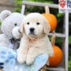 Image of Hunter, a Golden Retriever puppy