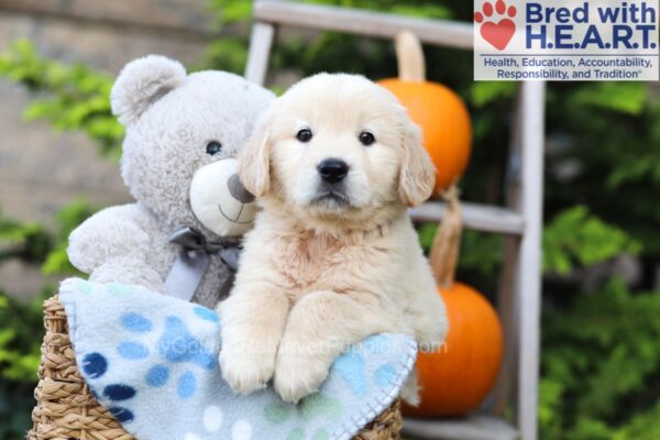 Image of Hunter, a Golden Retriever puppy