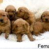 Image of Dark Golden ready Oct. 7, a Golden Retriever puppy