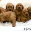 Image of Dark Golden ready Oct. 7, a Golden Retriever puppy