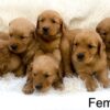 Image of Dark Golden ready Oct. 7, a Golden Retriever puppy