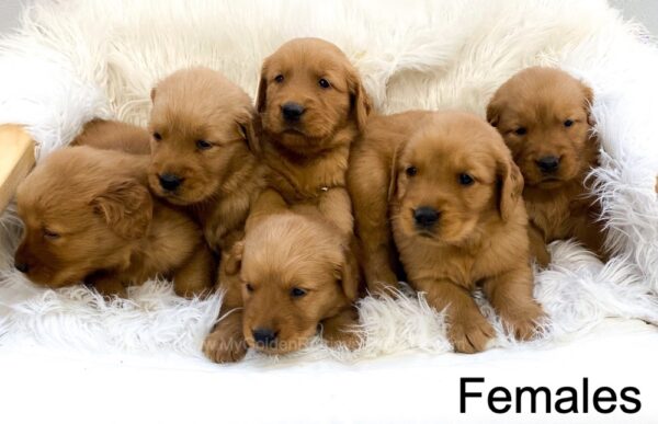 Image of Dark Golden ready Oct. 7, a Golden Retriever puppy