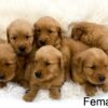 Image of Dark Golden ready Oct. 7, a Golden Retriever puppy